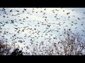 Chasse aux pigeon ramier dans le nord 59 saison 20212022