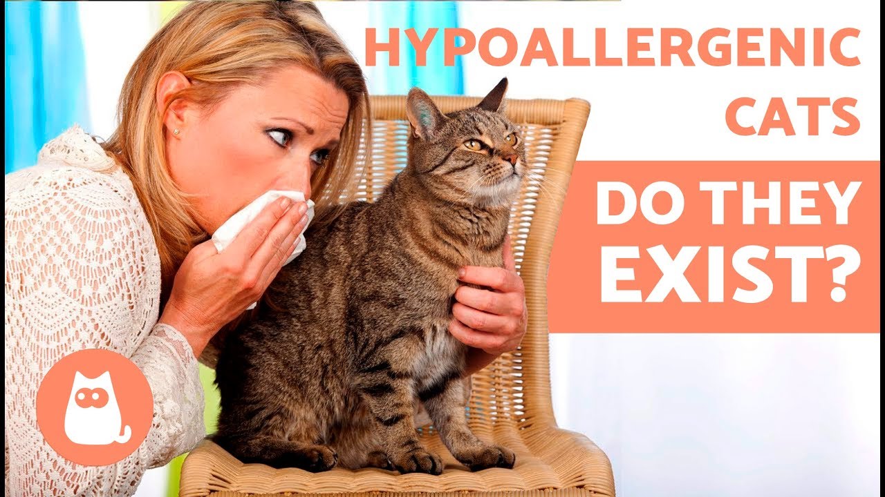 Are Any Cats Really Hypoallergenic?