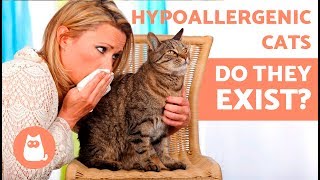 Are There Really HYPOALLERGENIC CAT BREEDS?