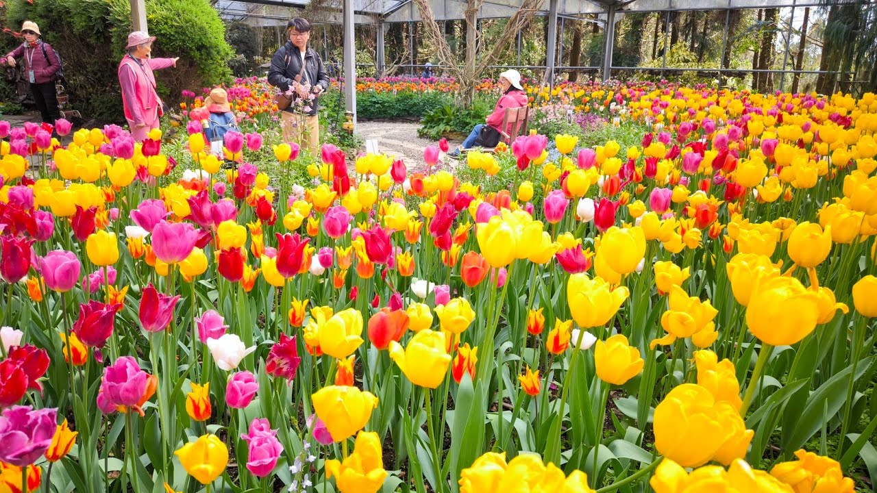 2025/03/29 台灣大學梅峰農場…“春之饗宴”