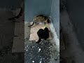 Царицынские коты) #animal #кошки #кошкивидео