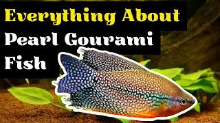 Pearl Gourami Care (Pearl Gourami Fish Tank Mates, Breeding, Tank Size, and Feeding Info) by Pets Curious 1,121 views 6 months ago 5 minutes, 18 seconds