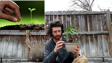 A2 English #7 - How do Trees Grow? (Comprehensible Input)