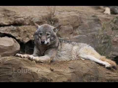 eye of  the wolf