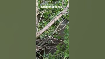 Câu Cá Rô Đồng Vẹn Ruộng