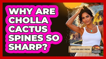 Why Are Cholla Cactus Spines So Sharp?