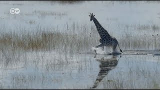 One million animal and plant species are at risk of extinction