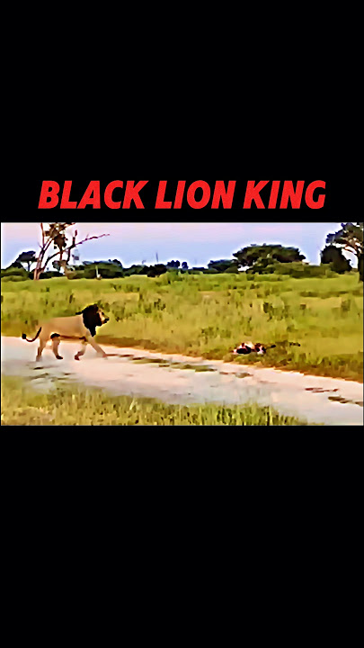 lion vs hyena #shorts