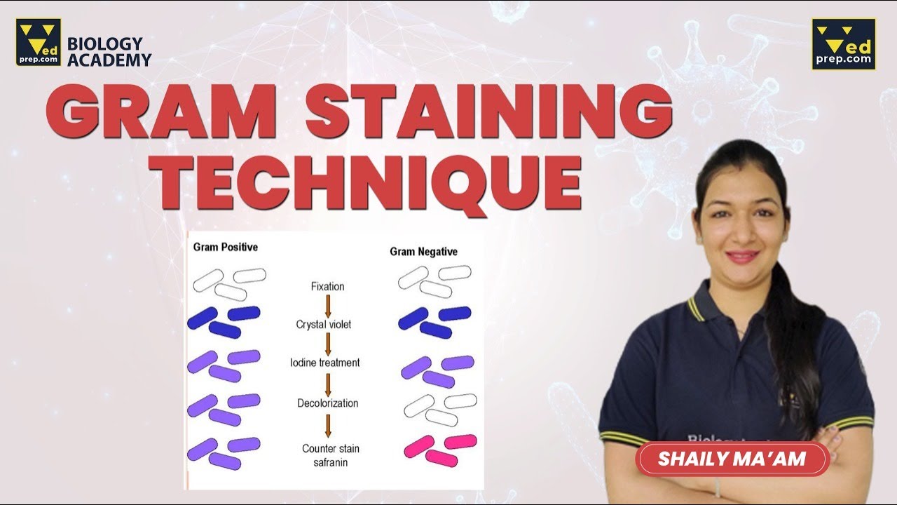 Gram Staining Techniques in Microbiology - Biology Academy - YouTube