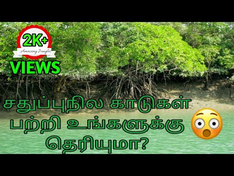சதுப்புநில காடுகள் பற்றிய தகவல்கள் | all information about mangrove forest in tamil