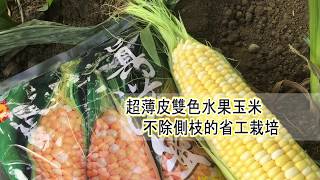 興農特報─超薄皮雙色水果玉米 不除側枝的省工栽培