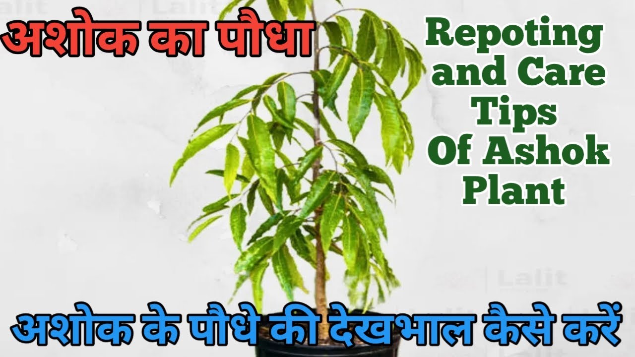 curry leaf plant germany Curry Leaf Plant Dwarf Gomati Variety  HappiestPlants