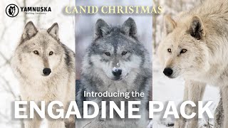 MEET THE ENGADINE PACK! Canid Christmas at Yamnuska Wolfdog Sanctuary