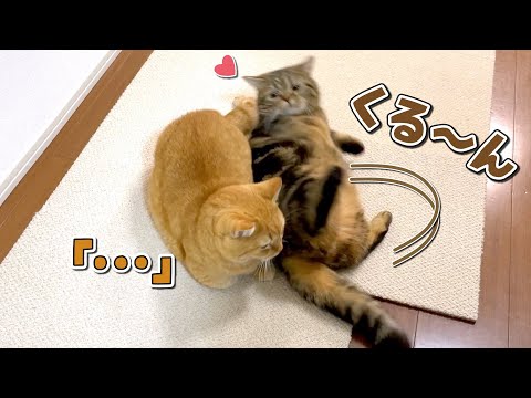 兄猫のことが好きすぎて転がって甘える弟猫が可愛すぎる！