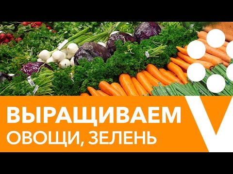 Видео: Нематоды южных культур гороха - Как лечить южный горох галловыми нематодами