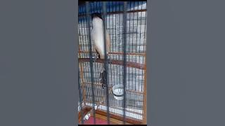 burung/gaco andalan @BANDAR KICAU.SF