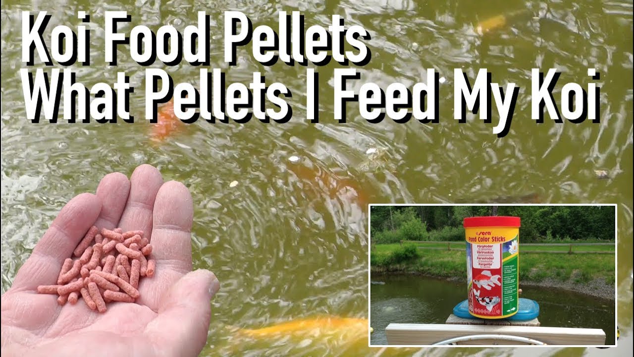 How to get little Koi fish to grow into big Koi YouTube