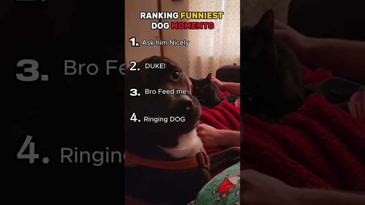 Ranking 4 Funniest Dog Moments