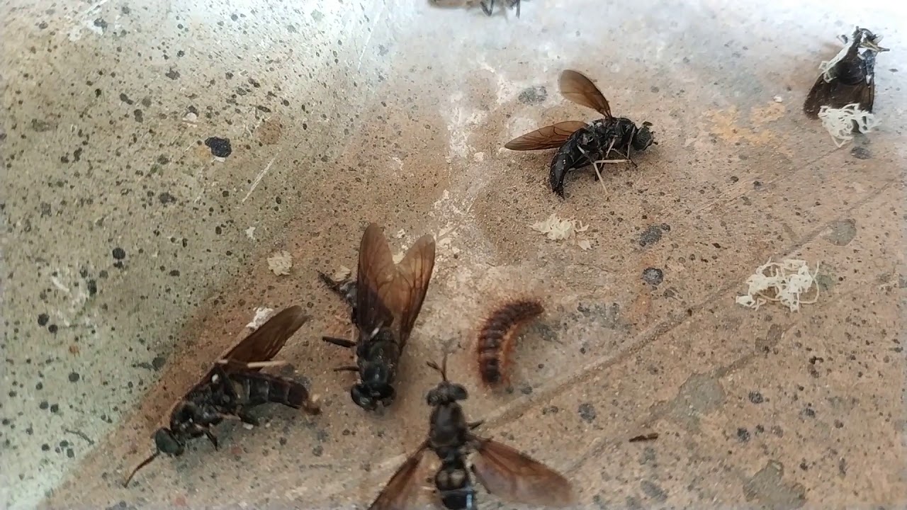 Hama Ternak Jangkrik maggot black soldier fly bsf 