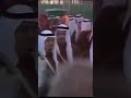 فيديو نادر يجمع الملك خالد الملك فهد الملك عبدالله رحمهم الله والملك سلمان حفظه الله السعودية 