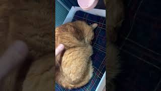 I Love when Cats Lay on Their Heads 😻 #catvideos #cat