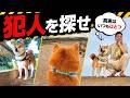 【畑の足跡】柴犬探偵こむぎが現場検証してみた