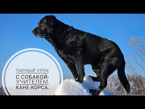 Догтренинг 711. Парный урок с собакой-учителем. Кане-корсо.