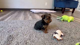 Yorkshire Terrier Puppy Hailey