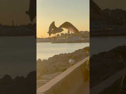 Muhteşem Manzara Music Song