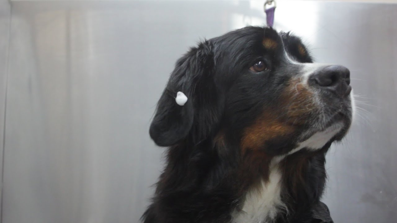How to bath and dry your dog with ear and eye cleaning YouTube
