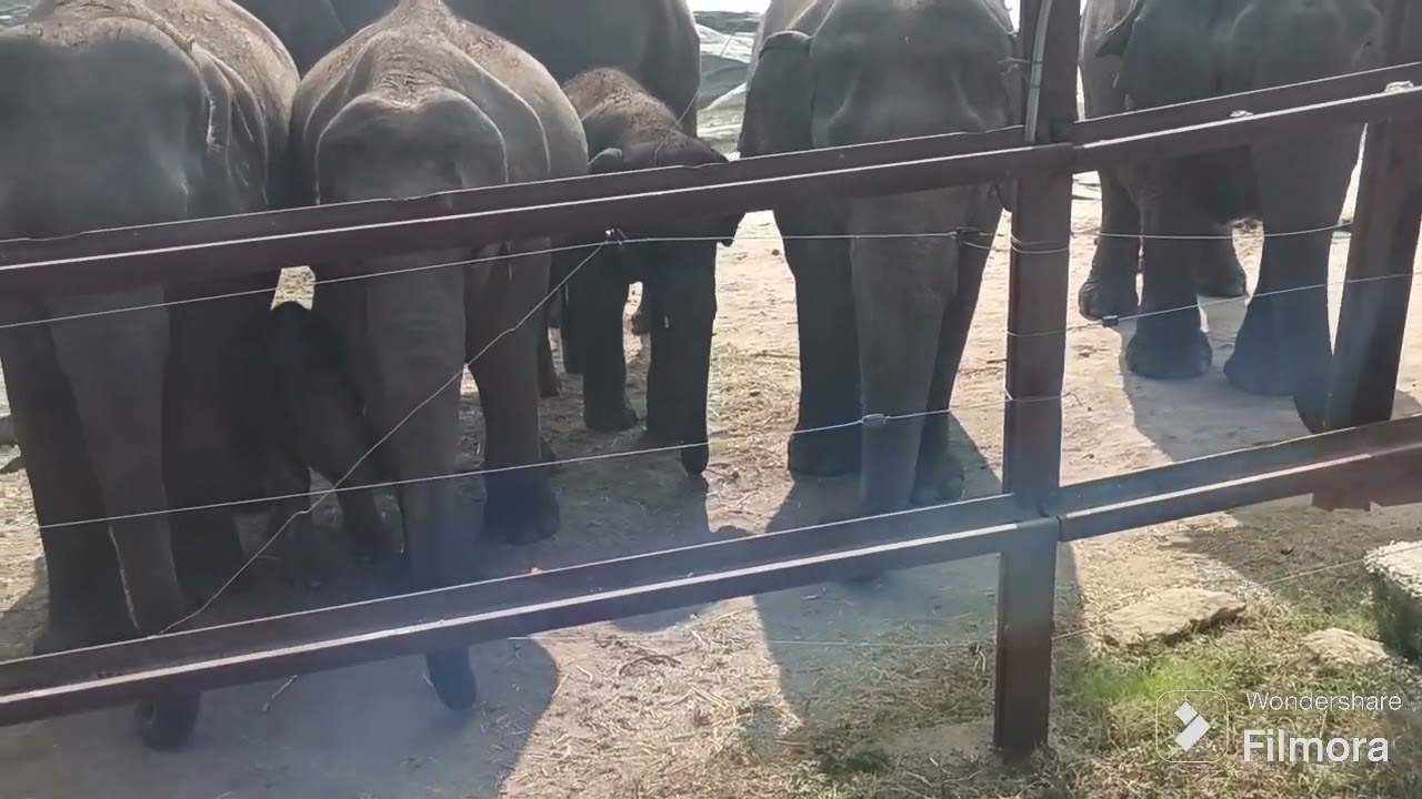 Group of Elephants 🐘 is called a herd . Elephant with baby elephant
