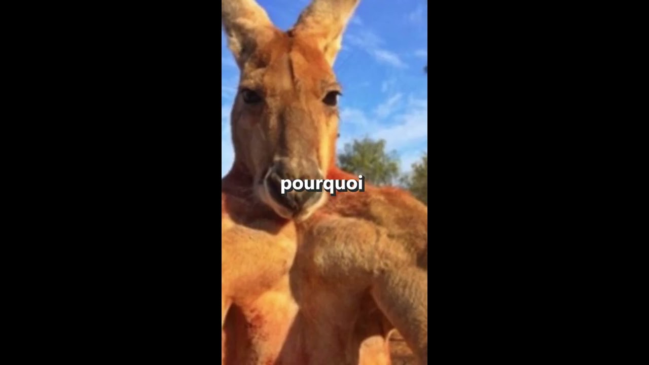 Pourquoi Il Ne Faut Pas Aller Dans L Eau Avec Un Kangourou