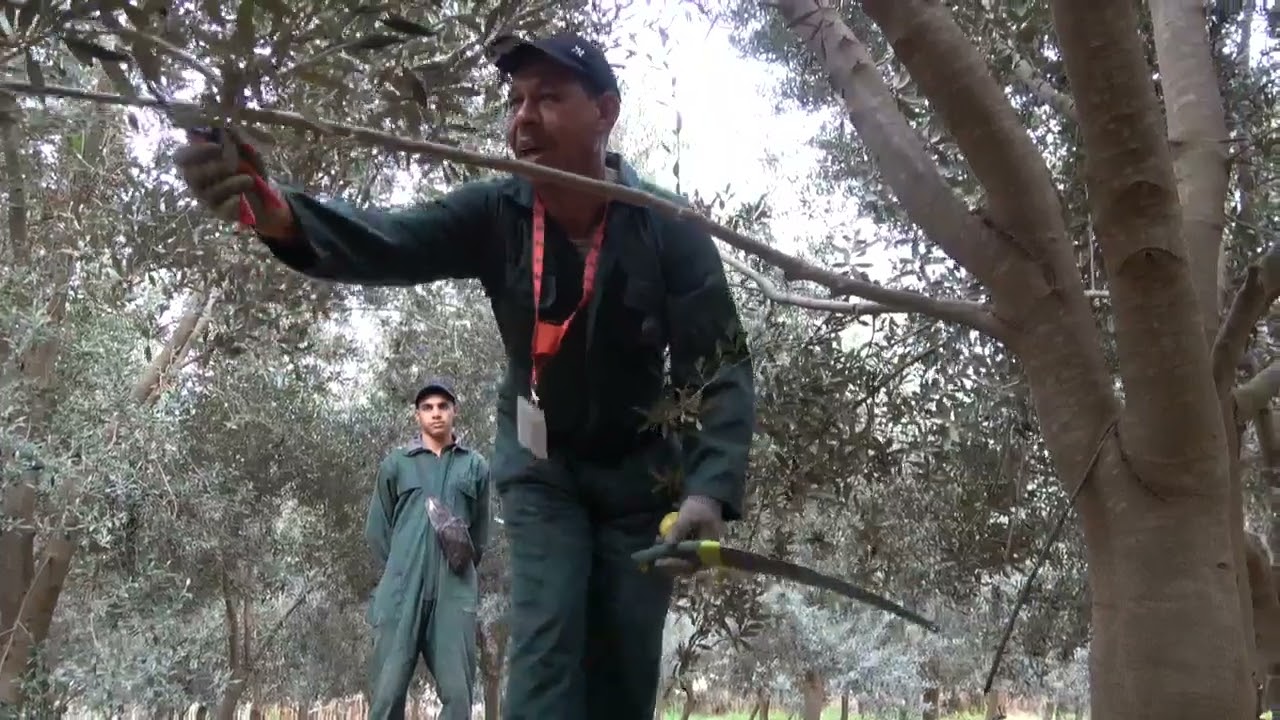 تطبيق قاعدة التوازن على أشجار الزيتون أربكوين لتحسين إنتاجية الزيتون من منطقة أكادير أوفلا