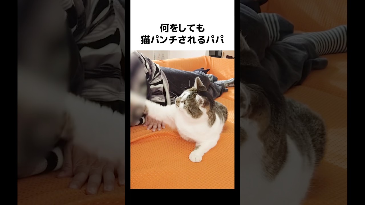 Go, Dad! 😂😂😂 If you want to see Dad's cat punch series, check