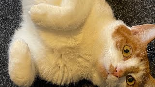 Cat Vlog #5