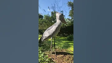اغرب طائر على وجه الأرض طائر ابو مركوب 