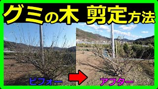 グミの木】剪定方法について分かりやすく解説！実を食べるためには剪定