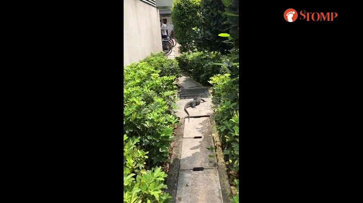 Monitor lizard runs away after being spotted by Stomper outside mall in Punggol
