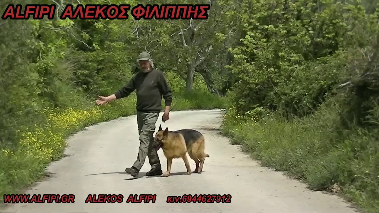 ΠΩΣ ΝΑ ΔΩΣΕΤΕ ΤΙΣ ΕΝΤΟΛΕΣ  ΣΩΣΤΑ, ΣΤΟΝ ΕΚΠΑΙΔΕΥΜΈΝΟ ΣΑΣ ΣΚΥΛΟ. ALFIPI.Υπακοή, αγρίεμα, δάγκωμα.