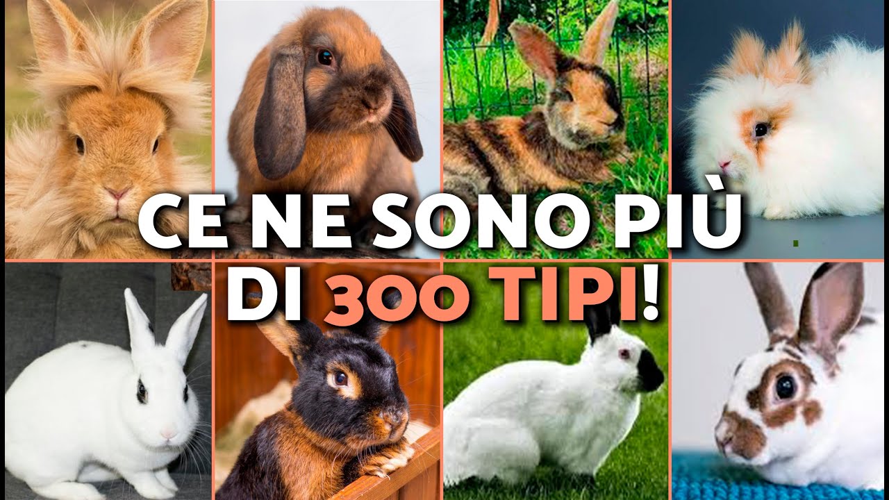 10 RAZZE DI CONIGLI e le loro caratteristiche 🐇🐰 (QUANTE RAZZE DI CONIGLI ESISTONO?)