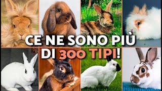 10 RABBIT BREEDS and their characteristics 🐇🐰 (HOW MANY RABBIT BREEDS ARE THERE?)