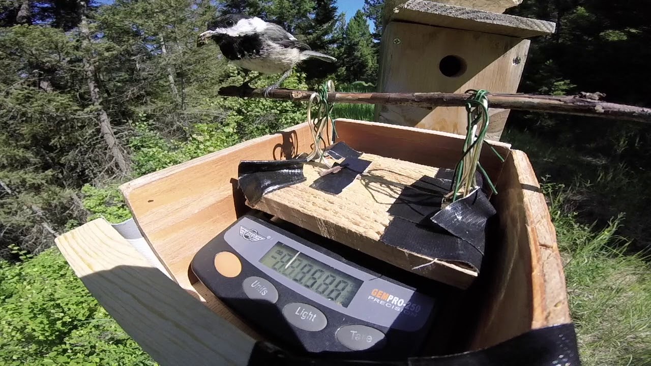 Testing my automated Chickadee weighing scale