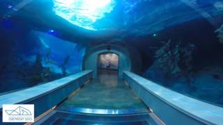 Detroit Zoo | Polk Penguin Conservation Center - Go Pro Tour
