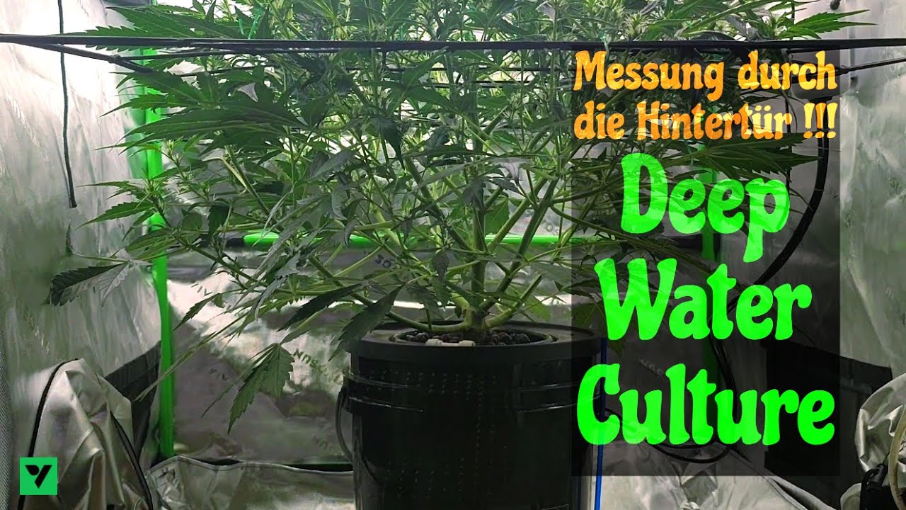 DWC - Folge 6 - Wie den PH-Wert trotz Scrog-Netz prüfen?!  - Vivosun Growserie