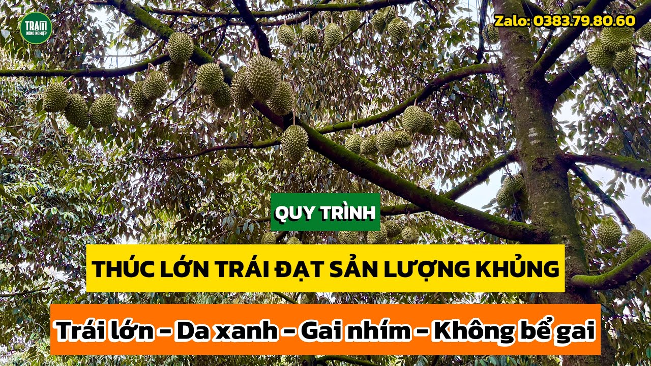 Cách thúc lớn trái sầu riêng đạt sản lượng khủng, da xanh, gai nhím, không bể gai | Trạm Nông Nghiệp