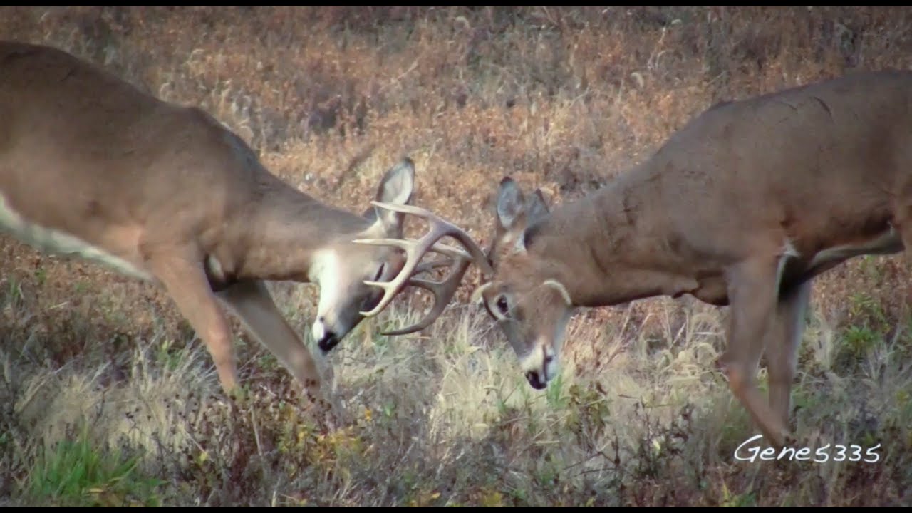 Wildlife Photography & Videography YouTube