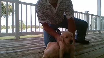 Day 9 of the 22-Pushup Challenge (recorded Sep 1, 2016)