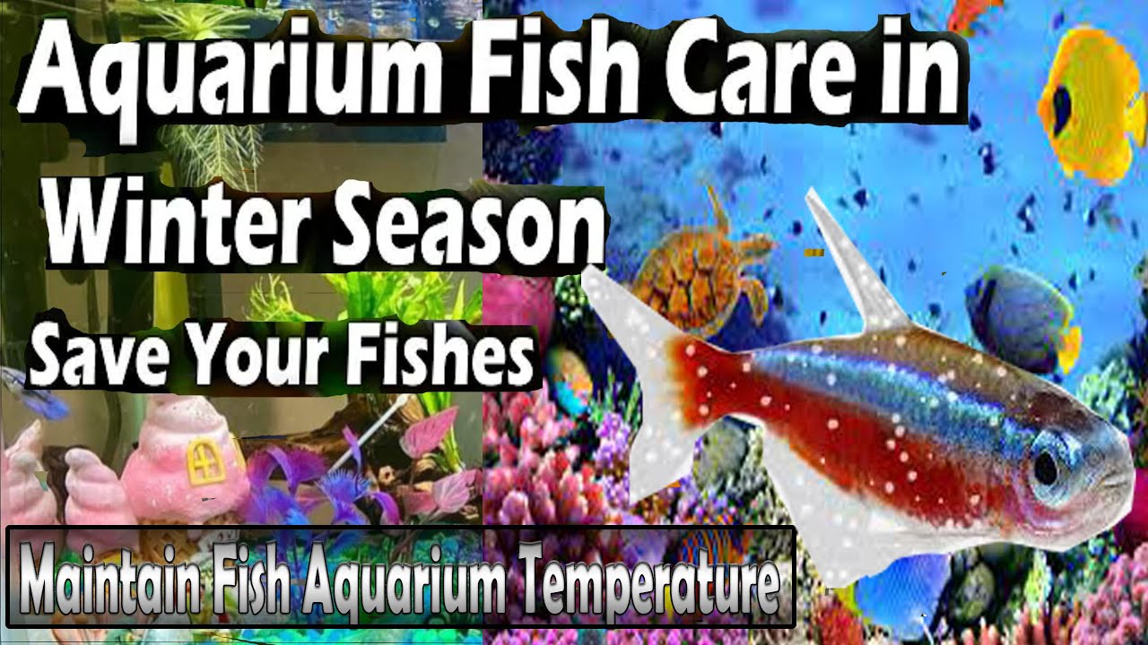 fish-aquarium-temperature-in-winters-aquarium-fish-care-in-winters