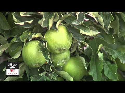 Video: Apple Granny Smith - Kaloriju Saturs, Derīgās īpašības, Uzturvērtība, Vitamīni