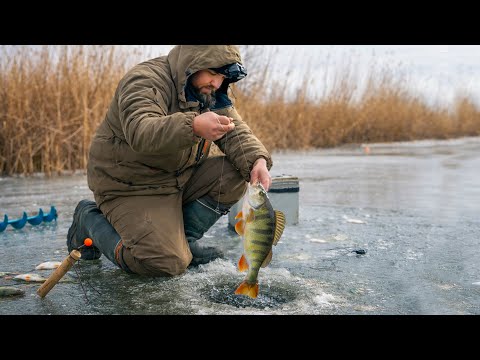 В ЛУНКЕ У СУХОГО КАМЫША СОБРАЛАСЬ ТУЧА РЫБЫ! ЗИМНЯЯ РЫБАЛКА!
